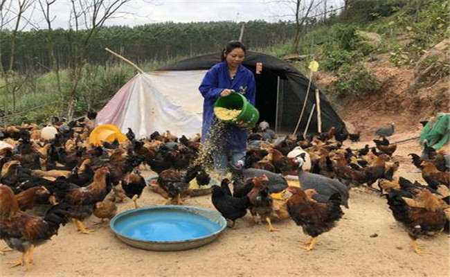 農家喂雞不當導致養雞效益低下