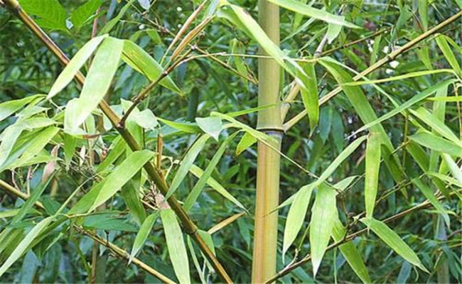 烏哺雞竹的變種、變型