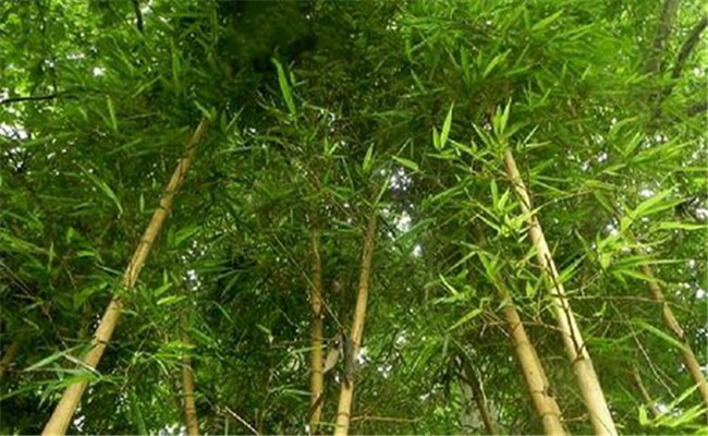 烏哺雞竹的栽培與管理