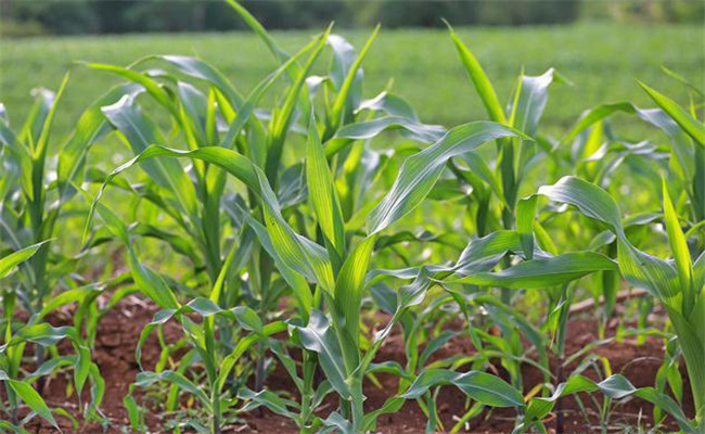 提高糯玉米品質的施肥方法