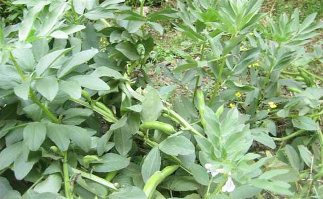 蠶豆的種植技術與管理