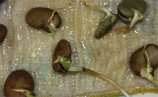 蠶豆種子發芽的環境條件