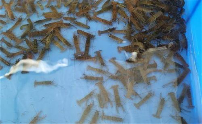 澳洲龍蝦蝦苗的培育要點