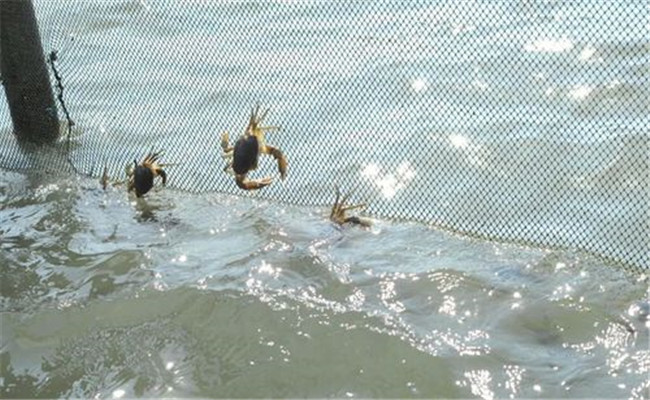 梭子蟹是淡水蟹還是海水蟹
