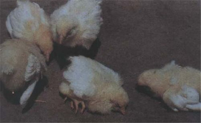 禽（雞）曲霉菌病的主要癥狀