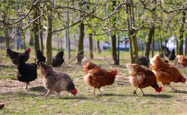 如何預防禽（雞）曲霉菌病