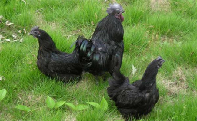 中國黑鳳雞不同時期的飼養管理技術