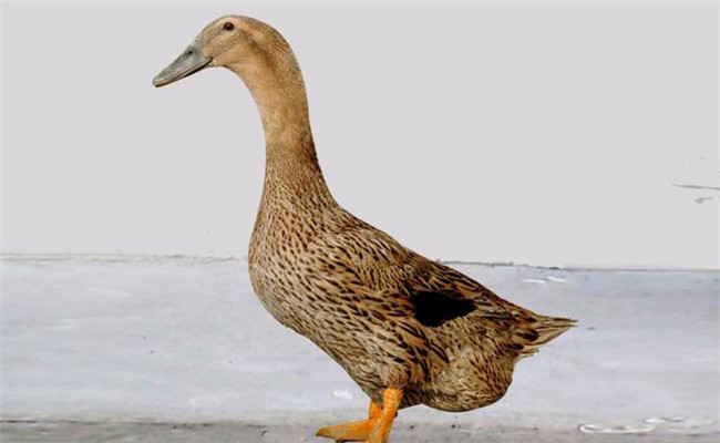根據鴨的外貌與生理特征選擇種鴨