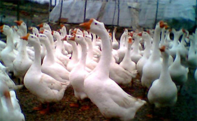 四季鵝孵化期的管理