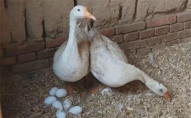 鵝一年下多少蛋