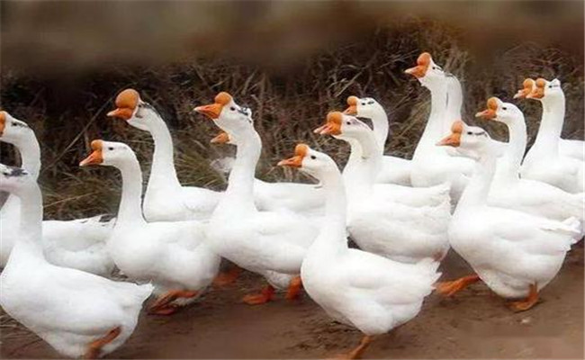 鵝的蛋白質飼料有哪些種類