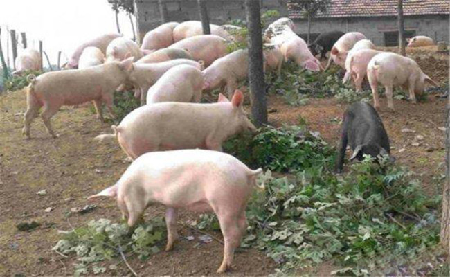 環保養豬技術的常見問題的處理