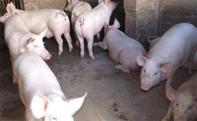 掌握豬的飼養標準