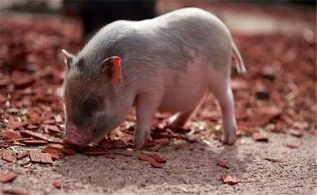 豬的生物學特性