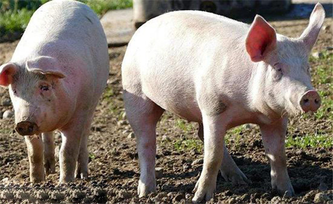 豬的品種和類型