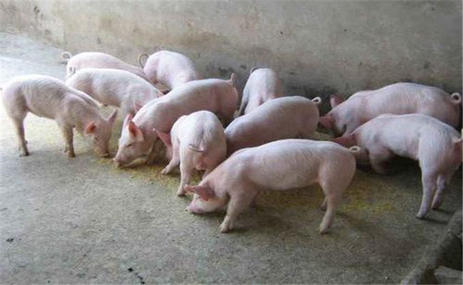 發展瘦肉型豬生產的新途徑