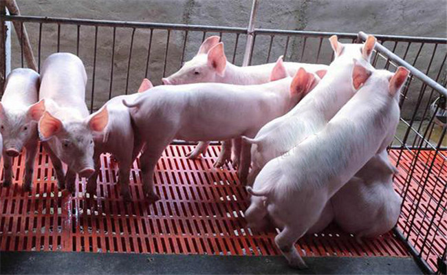 如何科學提高瘦肉型仔豬成活率
