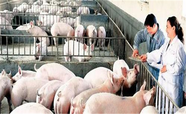 工廠化養豬管理技術規程