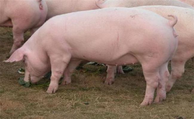提高商品肥育豬出欄率