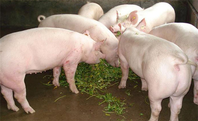 青綠飼料喂法有講究，但廢棄蔬菜不要喂豬