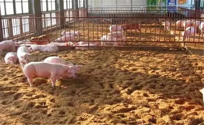發酵床養豬的一般性要求