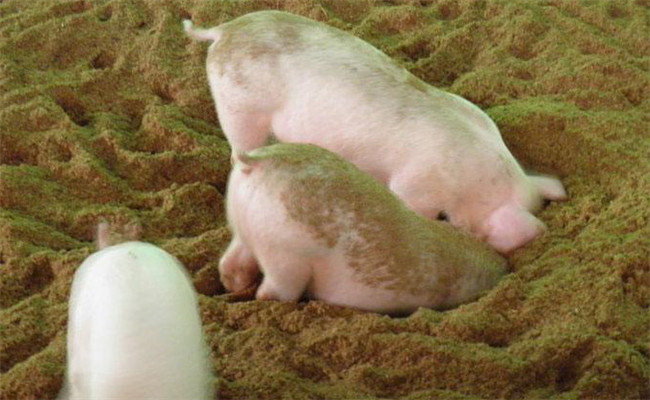 發酵床養豬管理技術要點