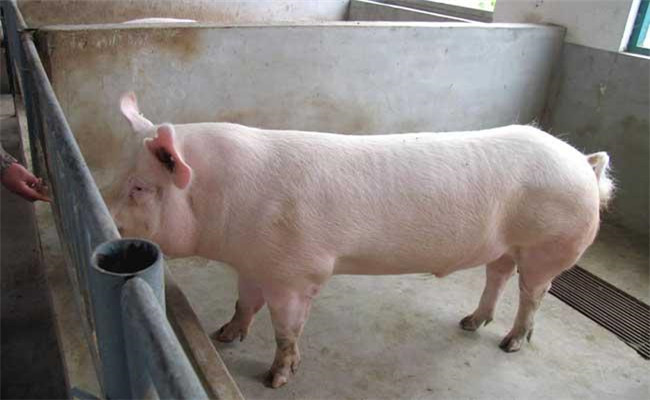 飼養三元雜交瘦肉豬應注意哪些問題