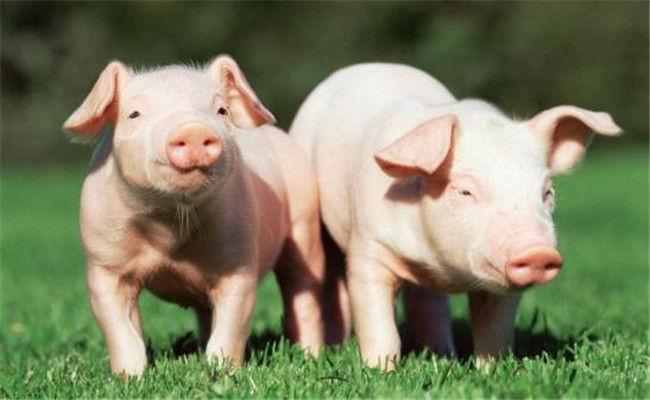 八種調制和使用豬飼料時的常見錯誤
