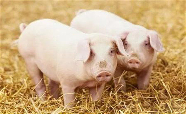 維生素在豬生長發育中所起的作用