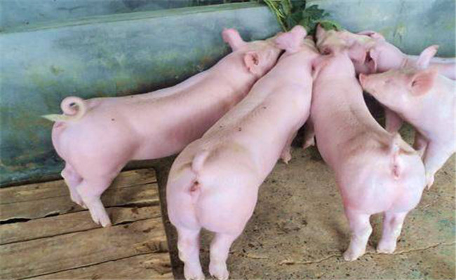 專業飼養育肥豬的生產優勢