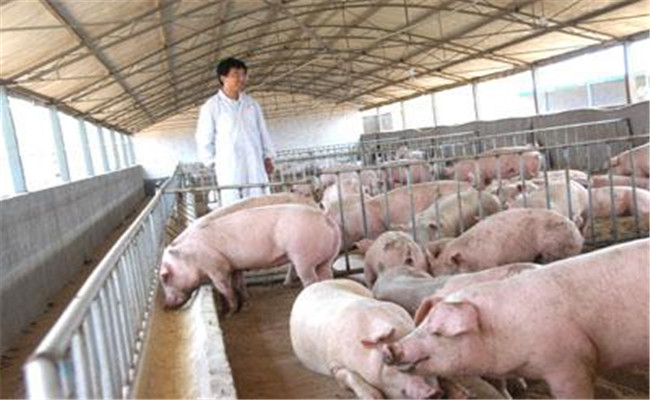 農村規模豬場怎樣合理使用生殖激素繁育仔豬