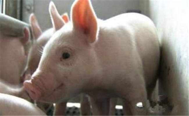 如何預防與治療豬食鹽中毒