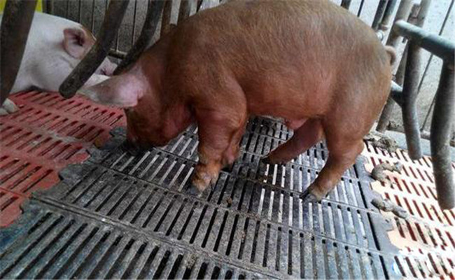 豬場常見病的一般免疫程序