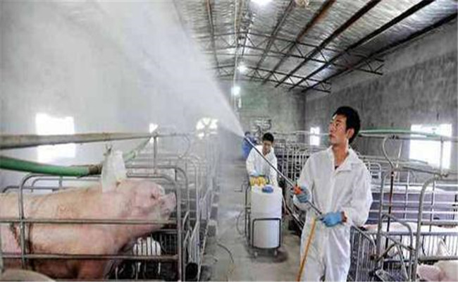養豬場不同時期的消毒程序