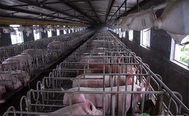 養豬場常用消毒藥物及作用特點