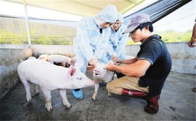 養豬場合理使用疫苗需注意的問題