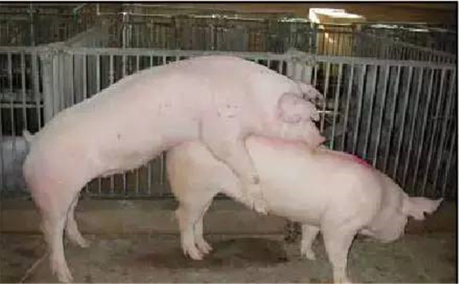 豬各階段的飼養管理技術要點