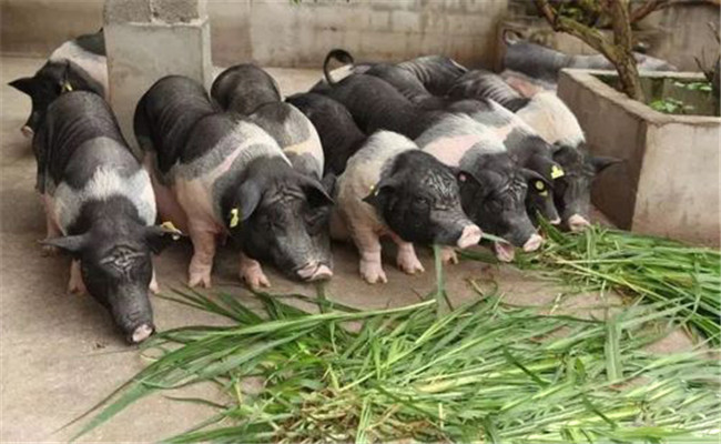 育肥豬的牧草供給