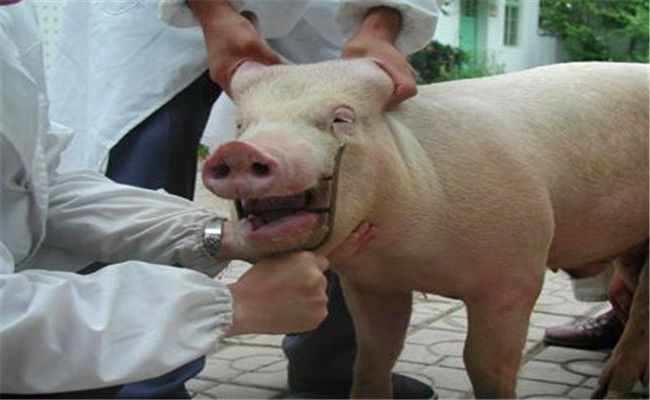 針灸可以治療豬病