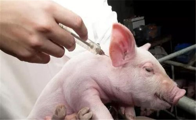 豬疫苗的接種方法