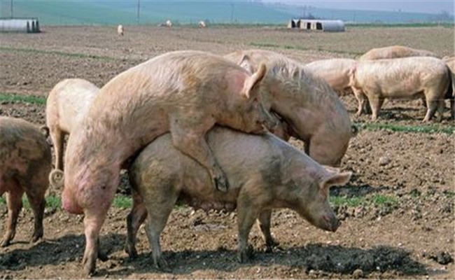 豬常用的配種方法