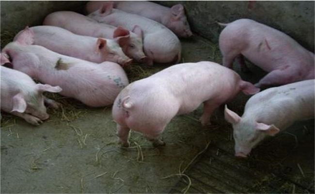 育肥豬適宜環境溫度是多少