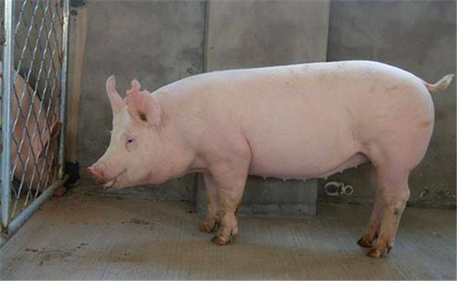 挑選種公豬標準是什么