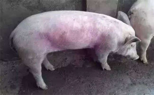 豬常用飼料、藥物中毒救治方法