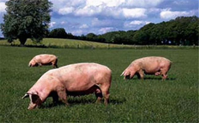 無公害生豬生產的關鍵環節有哪些
