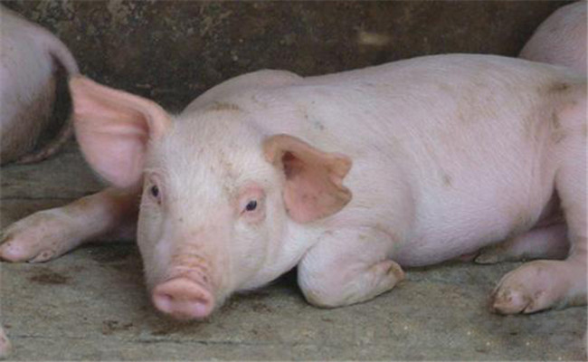 豬流行性感冒的癥狀及治療方法