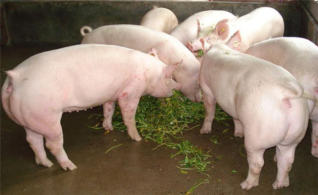 豬的限量飼喂方法