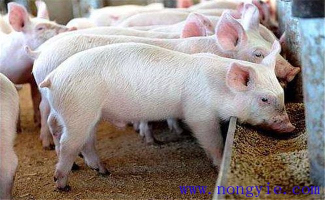 無公害生豬生產對獸醫防疫的要求