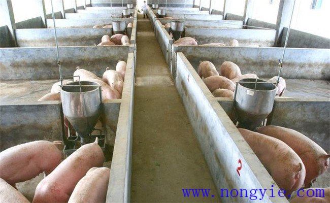 工廠化養豬的技術規程