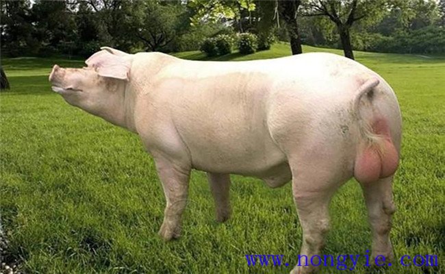 種公豬的營養需要及飼料配制